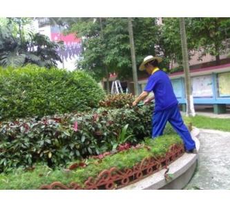 綠化養(yǎng)護(hù) 綠化養(yǎng)護(hù)